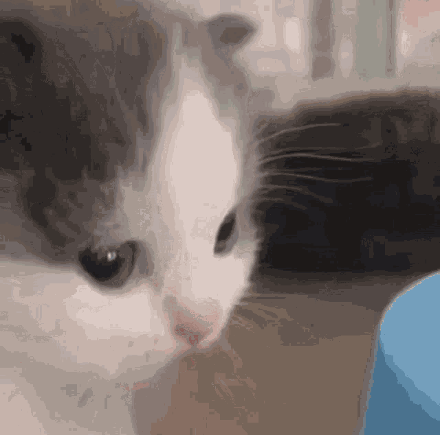 Cute Cat Saneking GIF