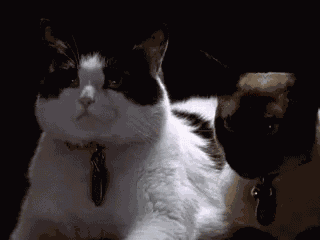 Cute Cat GIF