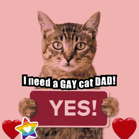 Cute Cats Cat Funny GIF