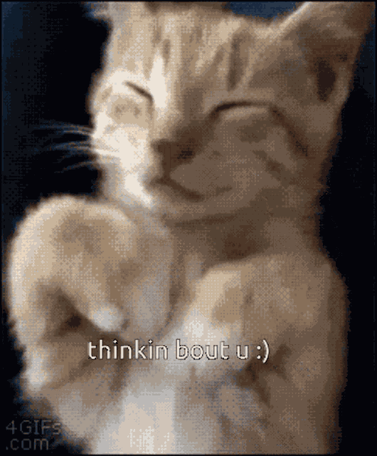 Cute Cute Cat GIF
