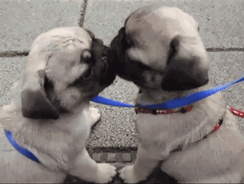 Cute Cute Dogs GIF