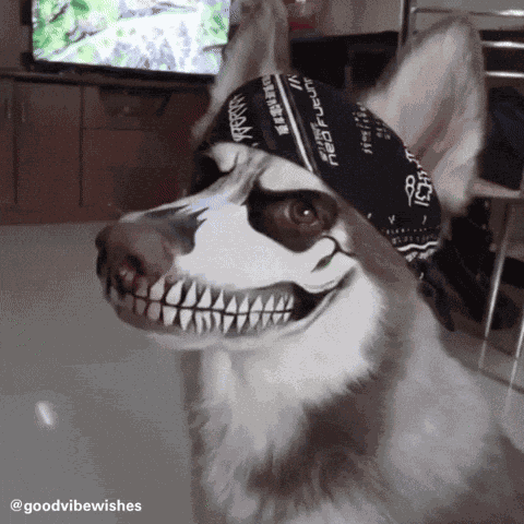 Cute Dog Dog Lover GIF