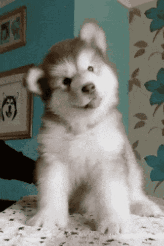 Cute Dog GIF
