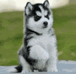 Cute Husky Meme