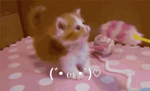Cute Kitten Cat GIF