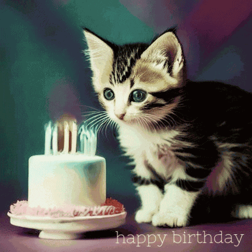 Cute Kitten Happy Birthday GIF