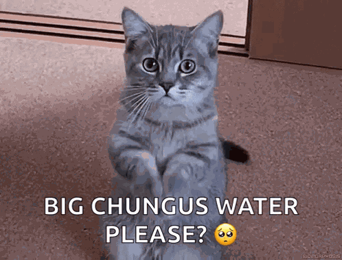 Cute Kitten GIF