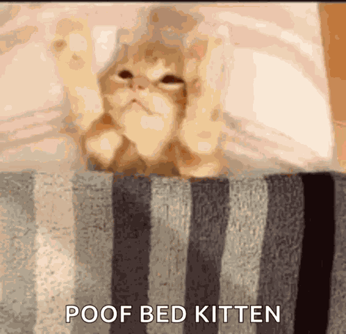 Cute Kitten GIF
