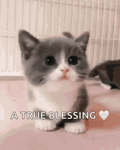 Cute Kitty Best Kitty GIF