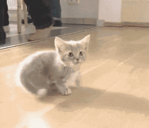 Cute Kitty Cats GIF