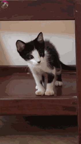 Cute Kitty Kitty Cat GIF