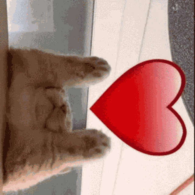Cute Kitty GIF