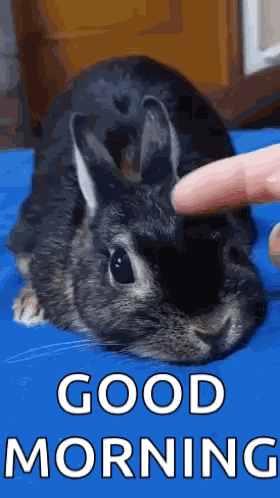 Cute Loved Cute Rabbit GIF