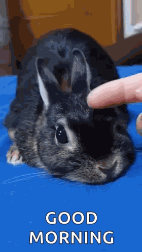 Cute Loved Cute Rabbit GIF