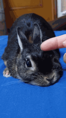 Cute Loved Cute Rabbit GIF