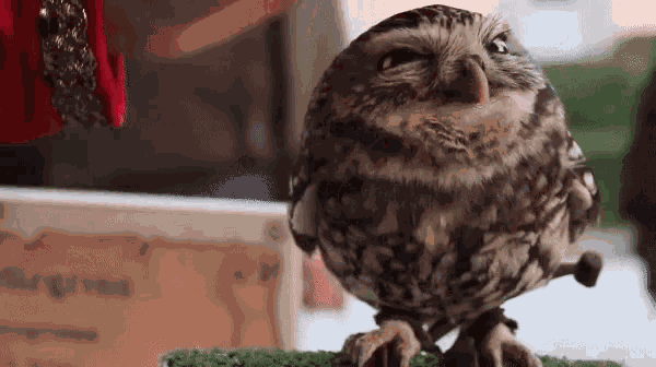 Cute Owl GIF