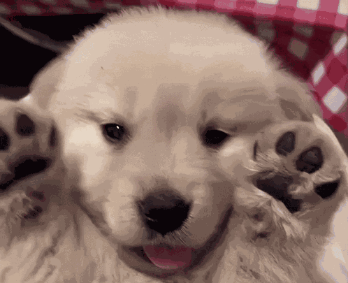 Cute Puppy Aegi GIF