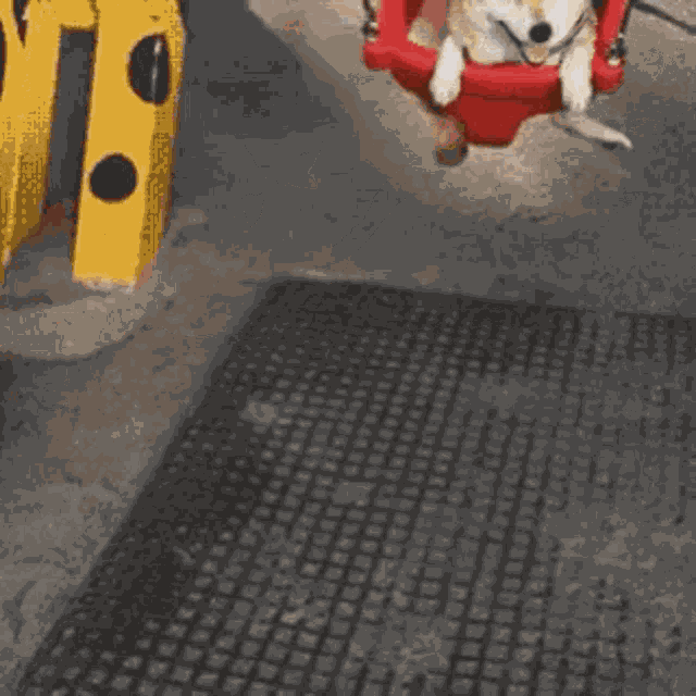 Cute Puppy GIF