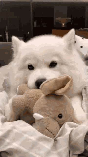 Cute Puppy GIF