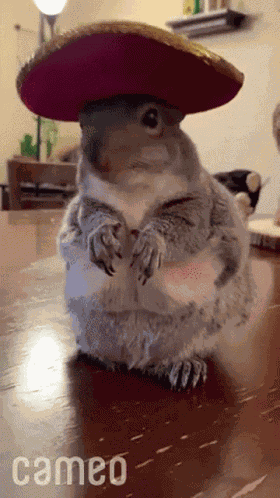Cute Squirrel GIF