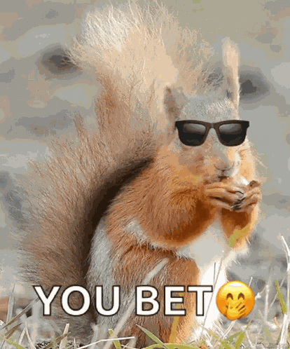 Cute Squirrel GIF