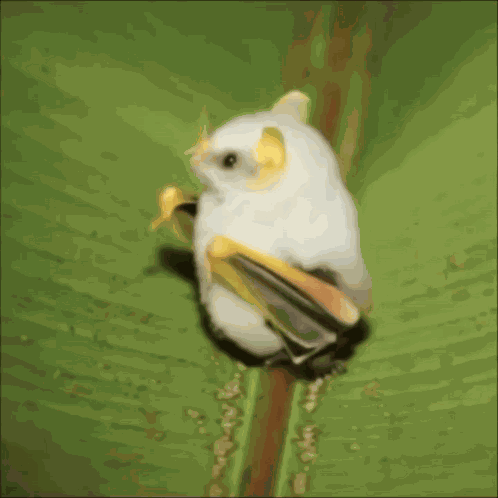 Cute White Bat Looks Around Cute Bat GIF