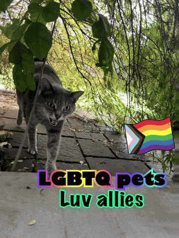 Cutest Cat Cute Animals GIF