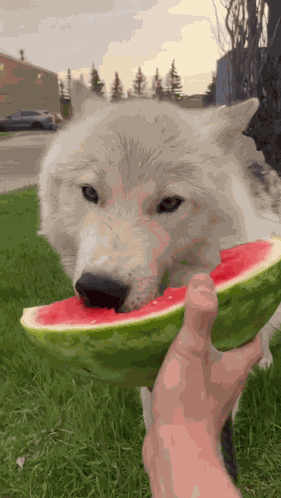 Cutie Wolf Meme GIF