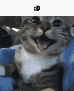 D Cat D GIF