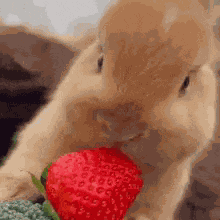 D9luxe Bunny GIF