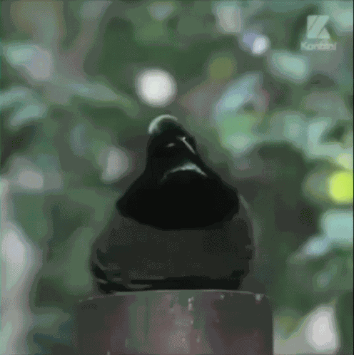 Dab Birds Of Paradise GIF