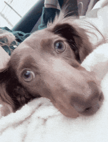 Dachshund Dog GIF