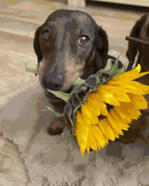 Dachshund Dog GIF