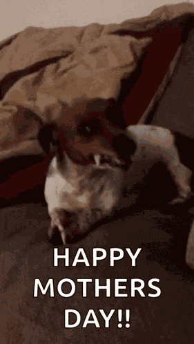 Dachshund GIF