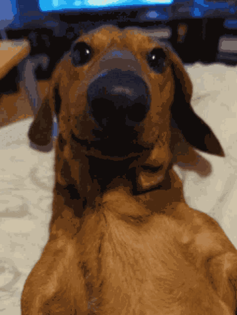 Dachshund GIF