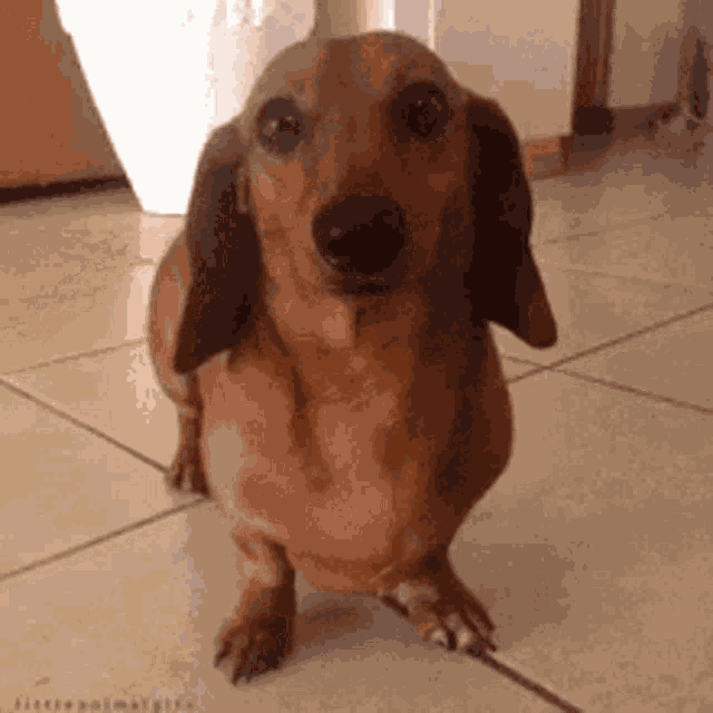 Dachshund GIF
