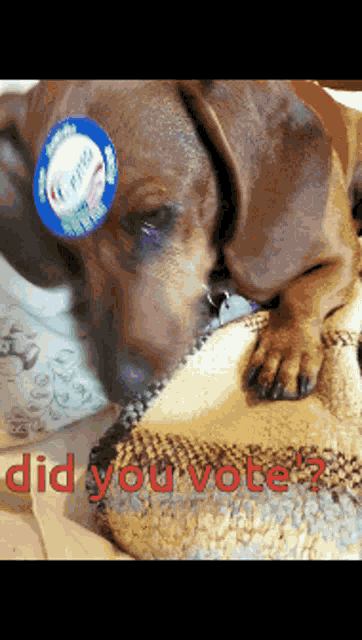 Dachshunds Vote GIF