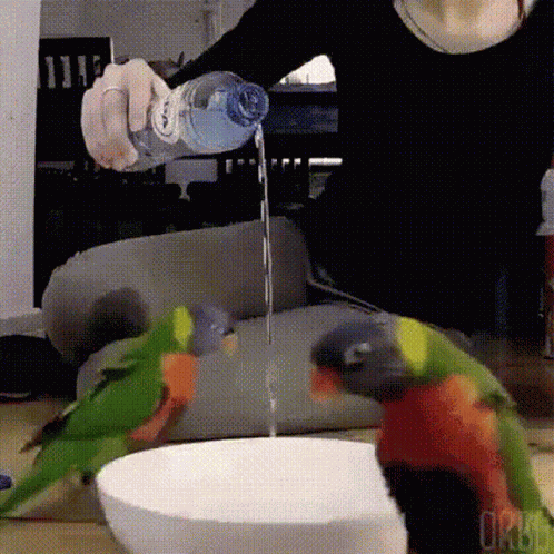 Dacing Birds GIF