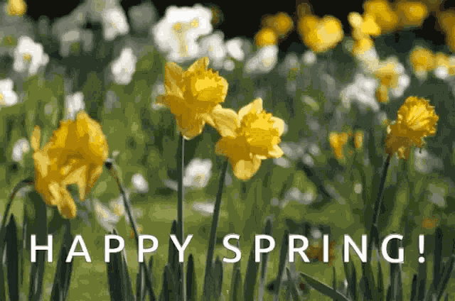 Daffodils Spring Flowers GIF