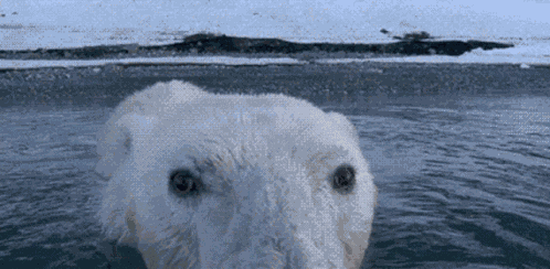 Dahliabunni GIF