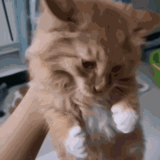 Daladada Cat GIF