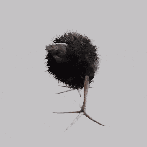 Damn Pukeko GIF