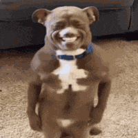 Dance Ai Animal GIF