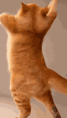 Dance Cat Dance Funny GIF