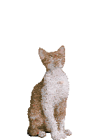 Dance Cat Devon Rex Cute Celebrate Party Birthday Confetti Cute Sticker