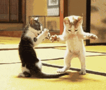 Dance Cat GIF