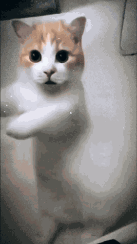 Dance Dancing GIF