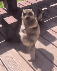 Dance Desacatao GIF