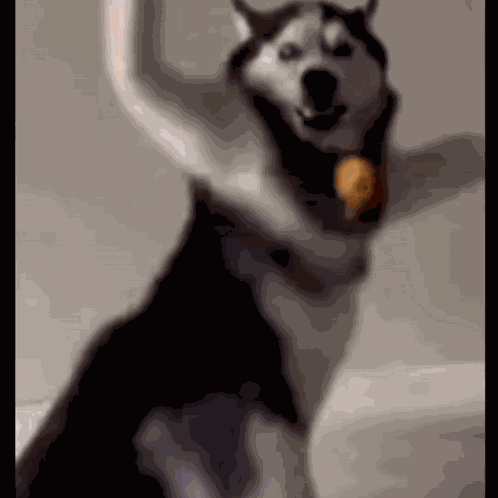 Dance Dog GIF