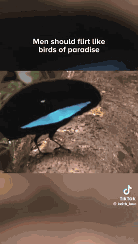 Dance Flirt GIF